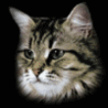 KingCat